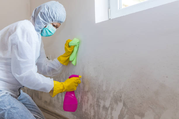 Professional Mold Removal Services in Succasunna, NJ